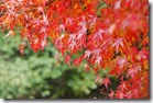 Японская осень